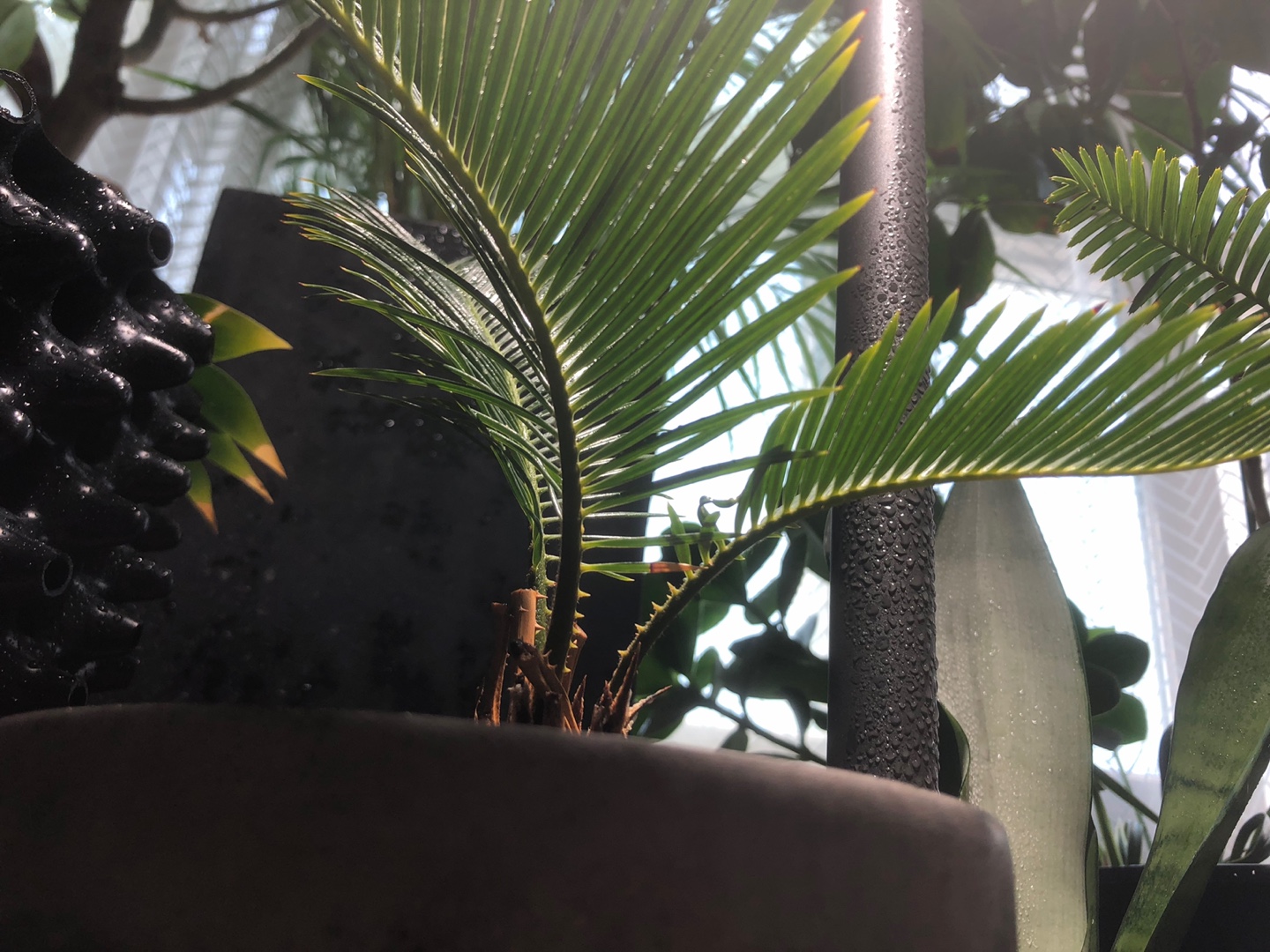 I❤️plants