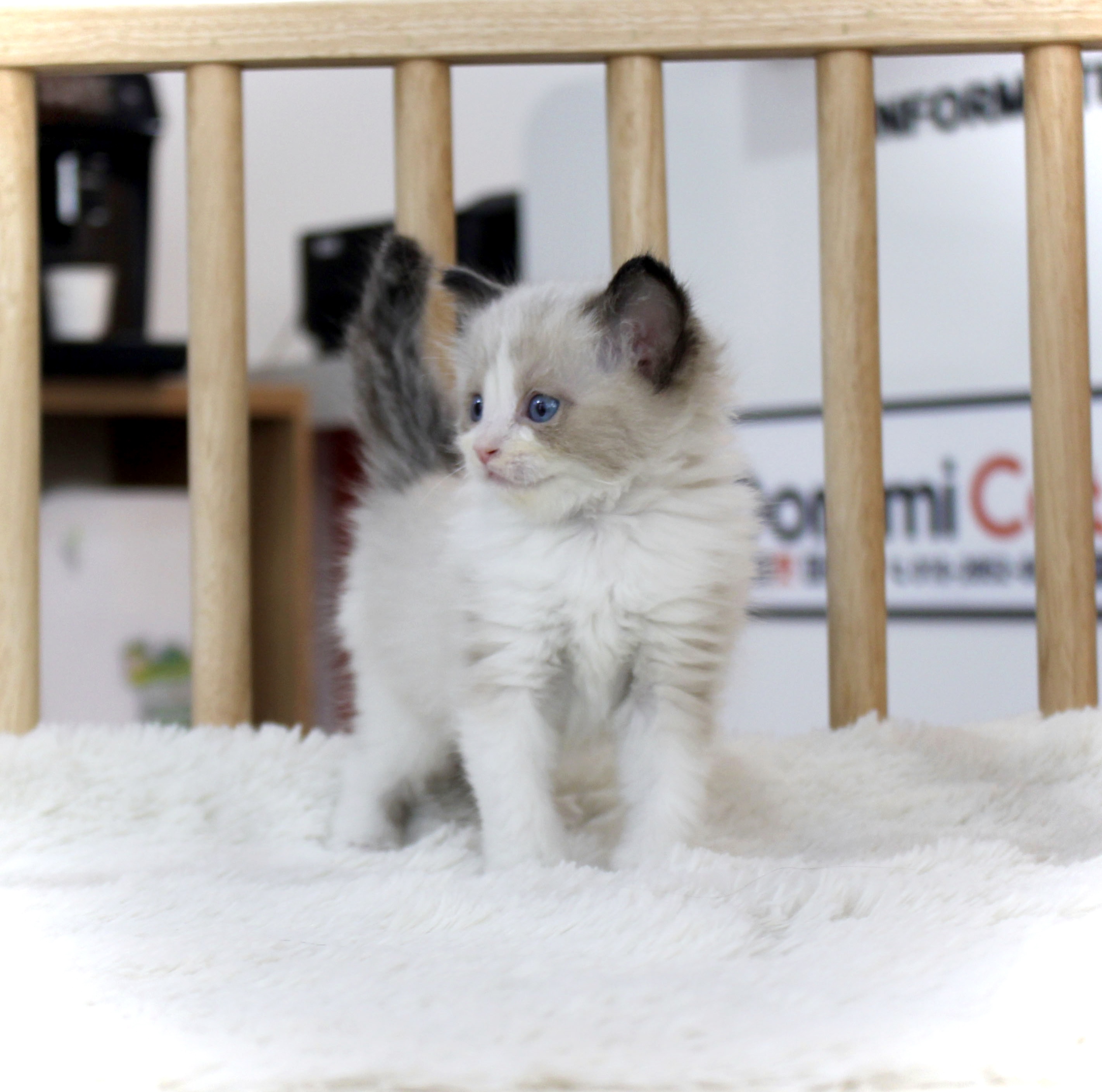 건강한 고양이만 분양하는 도레미캣 마포점